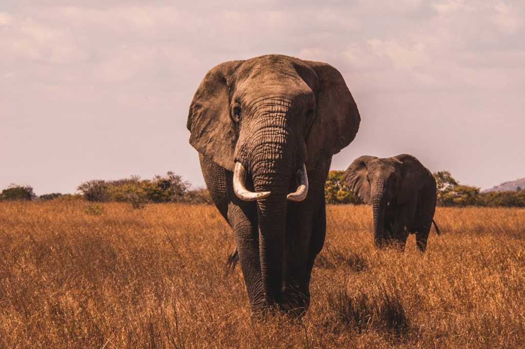 elephants desert africa tusk ivory postgresql