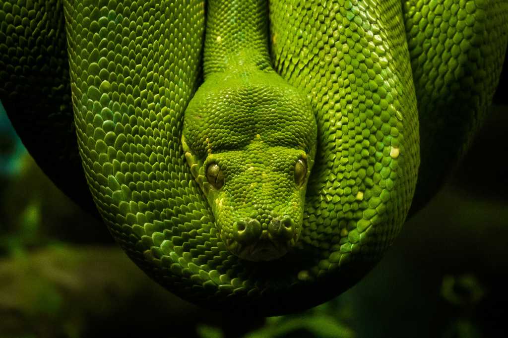 python